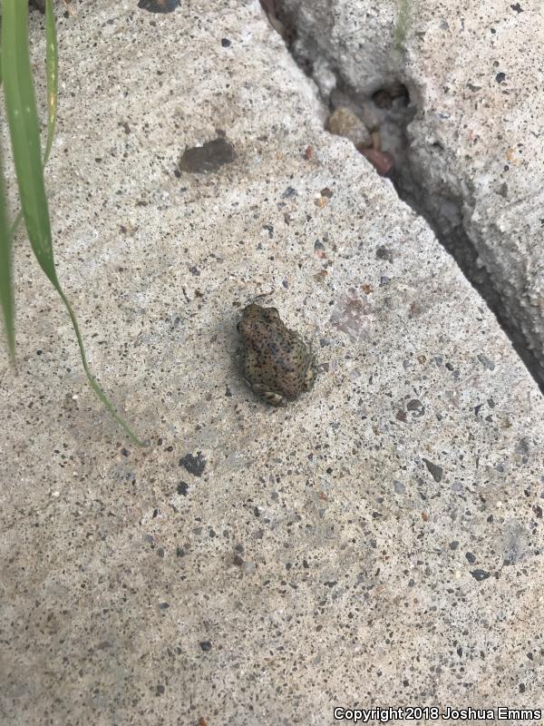 Chihuahuan Desert Spadefoot (Spea multiplicata stagnalis)