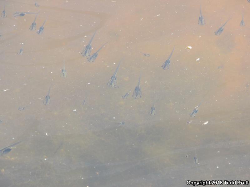 African Clawed Frog (Xenopus laevis)