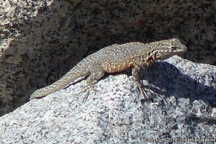 Nevada Side-blotched Lizard (Uta stansburiana nevadensis)