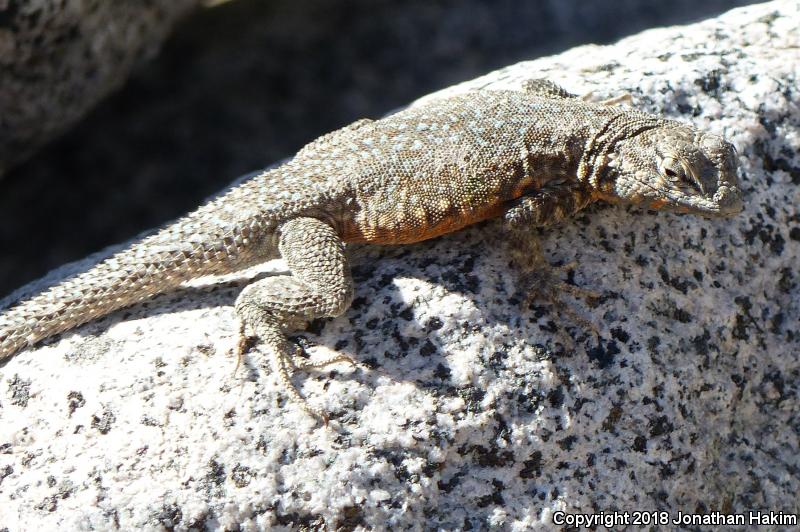 Nevada Side-blotched Lizard (Uta stansburiana nevadensis)