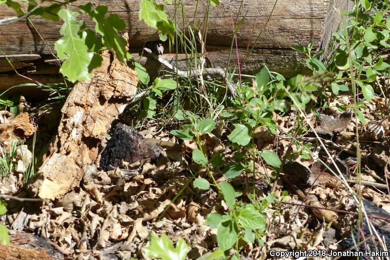 Greater Brown Skink (Plestiodon gilberti gilberti)