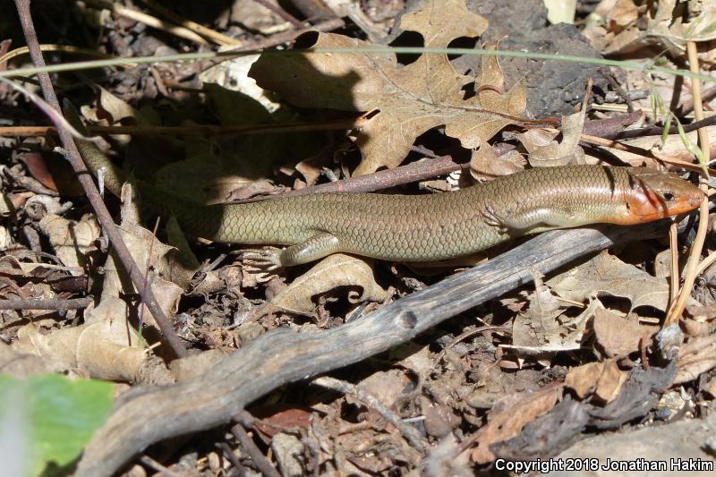 Greater Brown Skink (Plestiodon gilberti gilberti)