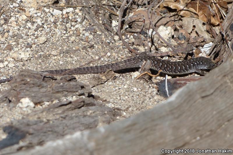 Sierra Alligator Lizard (Elgaria coerulea palmeri)