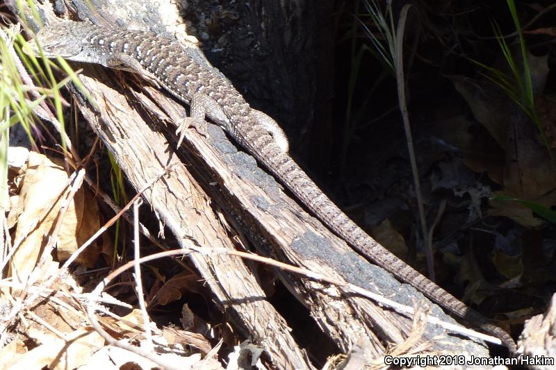 Sierra Alligator Lizard (Elgaria coerulea palmeri)