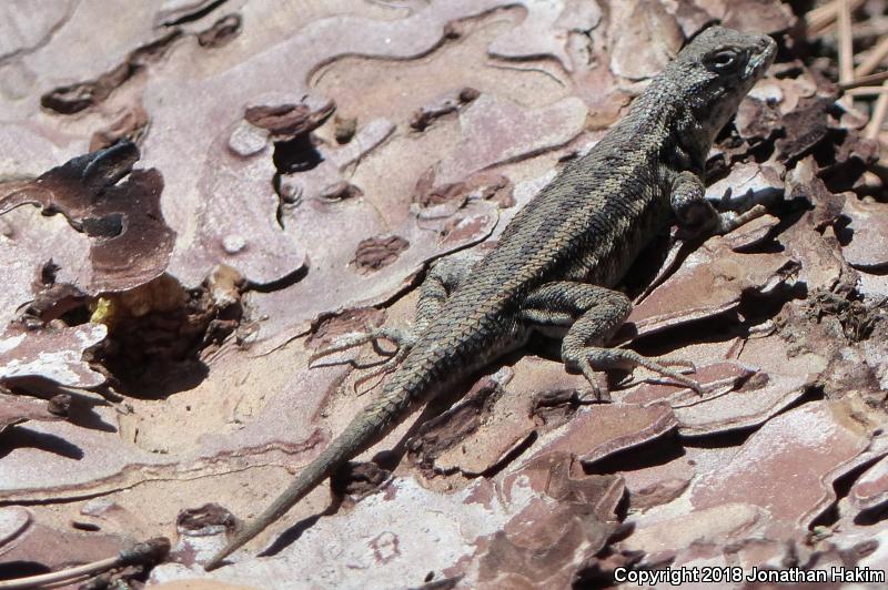 Sierra Fence Lizard (Sceloporus occidentalis taylori)