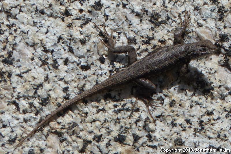 Western Sagebrush Lizard (Sceloporus graciosus gracilis)