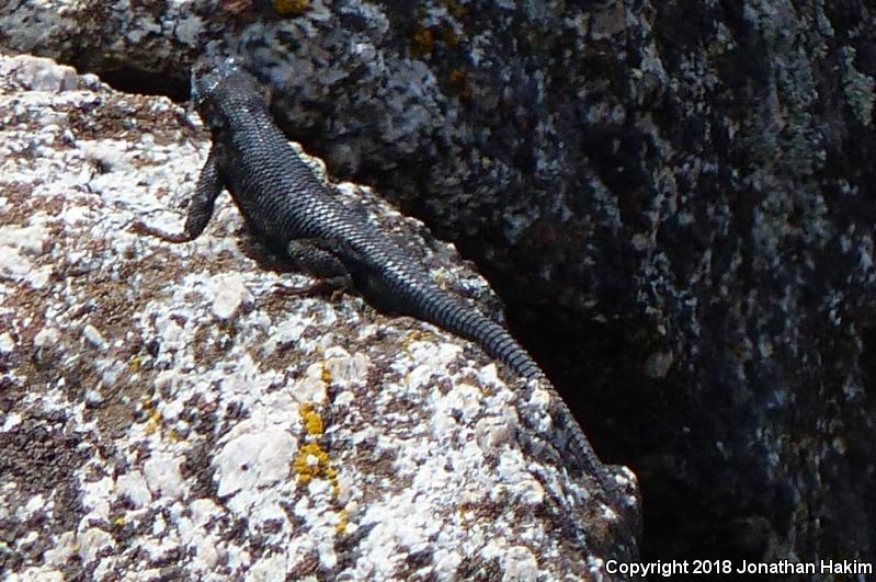 Sierra Fence Lizard (Sceloporus occidentalis taylori)