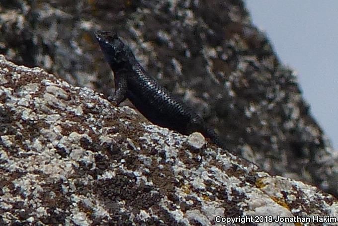 Sierra Fence Lizard (Sceloporus occidentalis taylori)