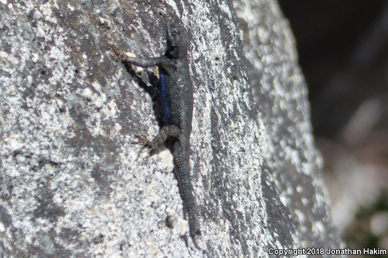 Sierra Fence Lizard (Sceloporus occidentalis taylori)