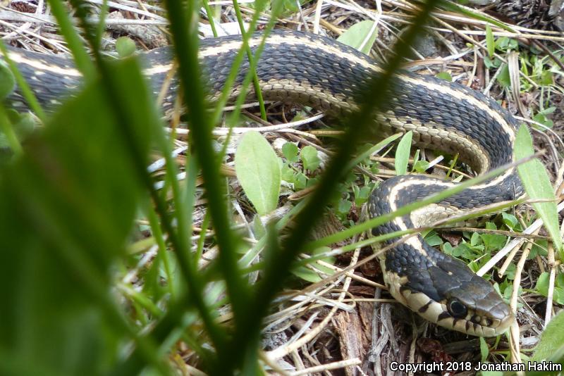 Mountain Gartersnake (Thamnophis elegans elegans)