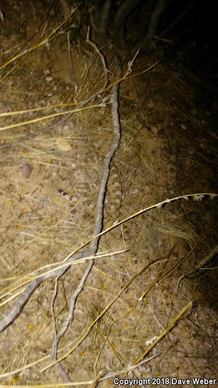 Sonoran Sidewinder (Crotalus cerastes cercobombus)