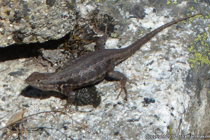 Western Sagebrush Lizard (Sceloporus graciosus gracilis)