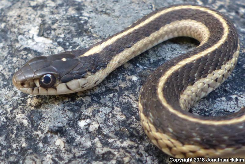 Mountain Gartersnake (Thamnophis elegans elegans)