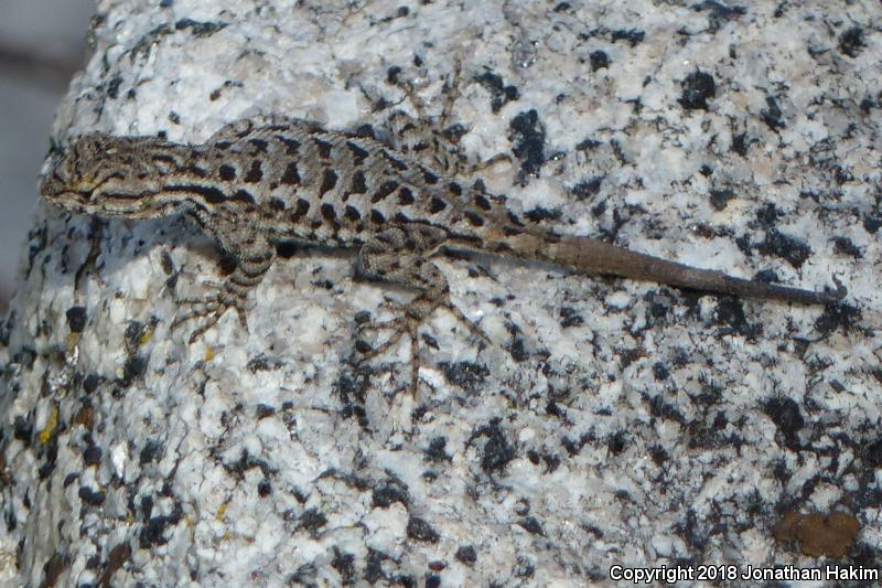 Sierra Fence Lizard (Sceloporus occidentalis taylori)