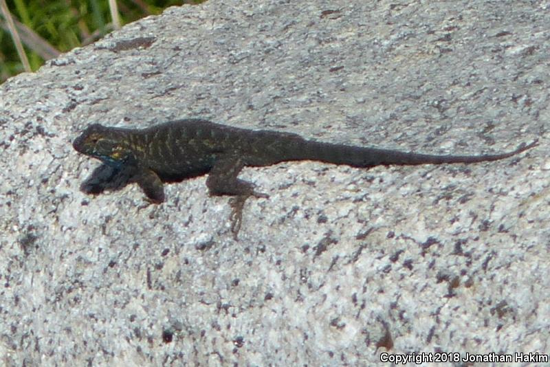 Sierra Fence Lizard (Sceloporus occidentalis taylori)