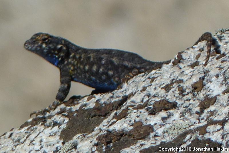 Sierra Fence Lizard (Sceloporus occidentalis taylori)