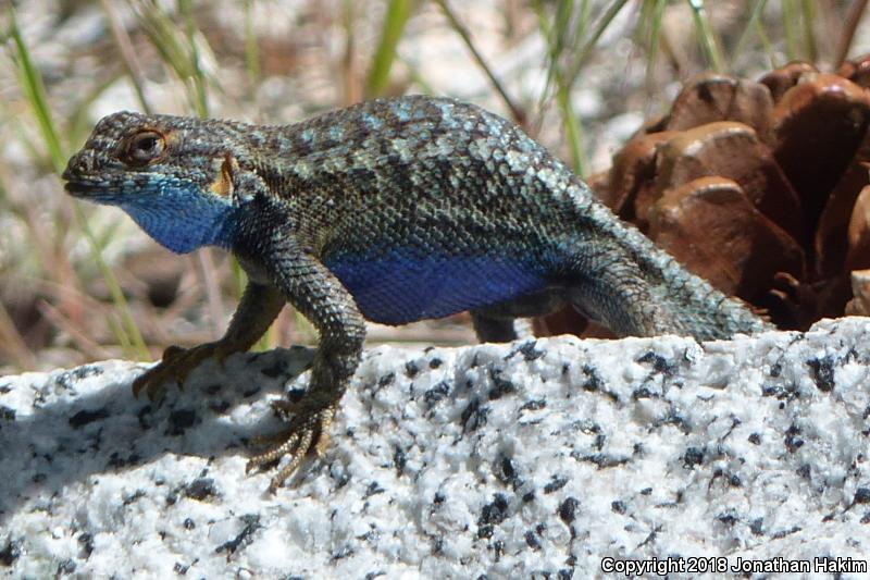 Sierra Fence Lizard (Sceloporus occidentalis taylori)