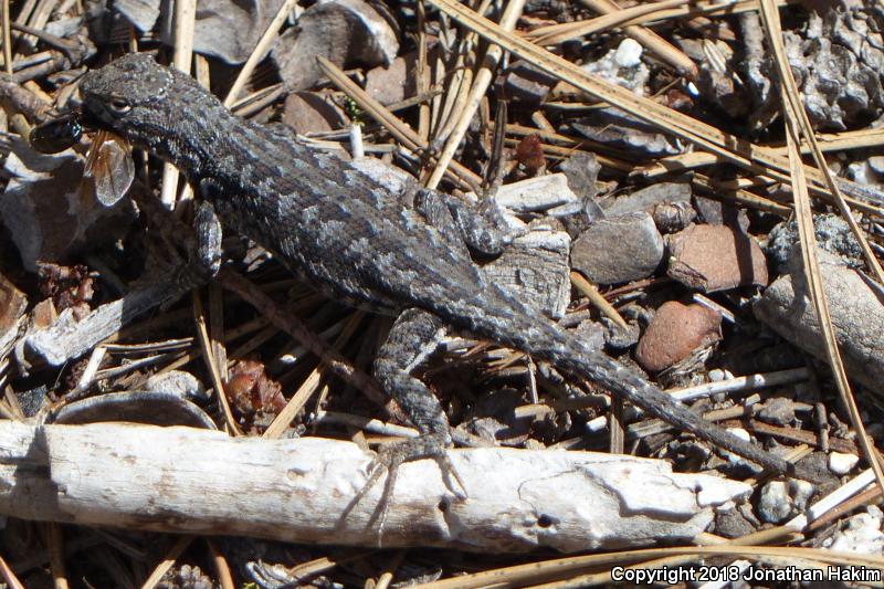 Sierra Fence Lizard (Sceloporus occidentalis taylori)