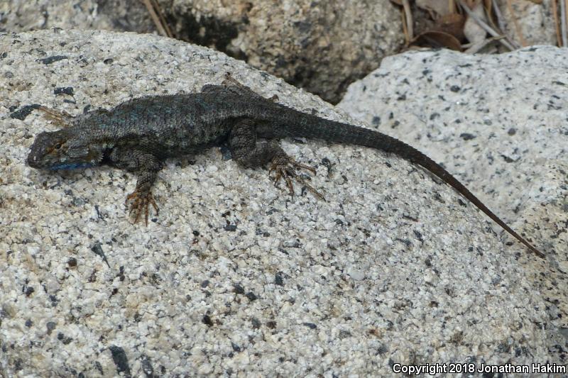 Sierra Fence Lizard (Sceloporus occidentalis taylori)