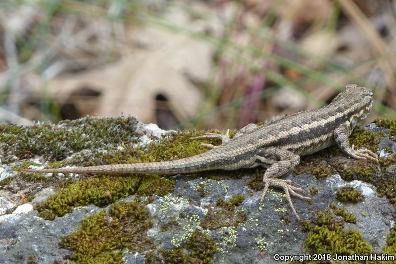 Western Sagebrush Lizard (Sceloporus graciosus gracilis)