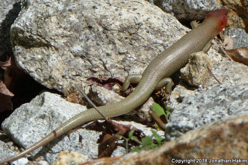 Greater Brown Skink (Plestiodon gilberti gilberti)