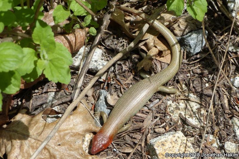 Greater Brown Skink (Plestiodon gilberti gilberti)