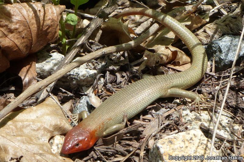 Greater Brown Skink (Plestiodon gilberti gilberti)