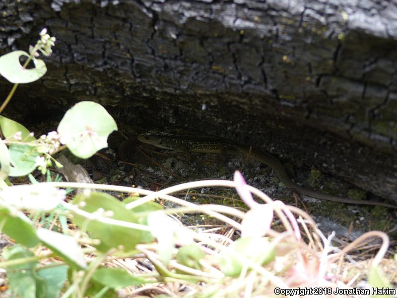 Sierra Alligator Lizard (Elgaria coerulea palmeri)