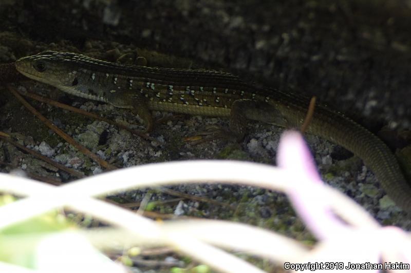 Sierra Alligator Lizard (Elgaria coerulea palmeri)