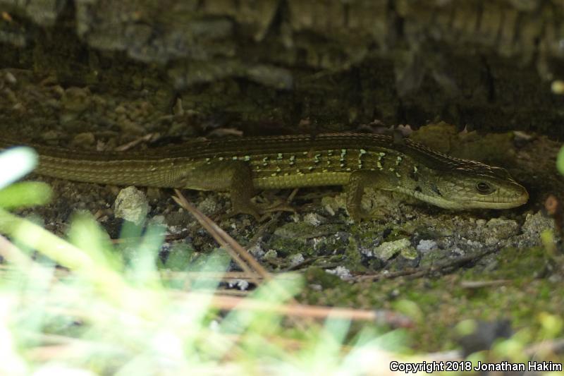 Sierra Alligator Lizard (Elgaria coerulea palmeri)