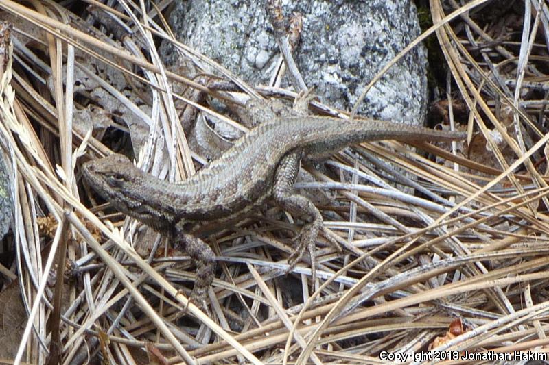 Western Sagebrush Lizard (Sceloporus graciosus gracilis)