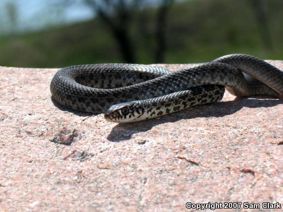 Eastern Yellow-bellied Racer (Coluber constrictor flaviventris)