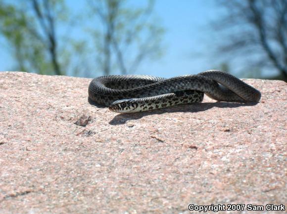 Eastern Yellow-bellied Racer (Coluber constrictor flaviventris)