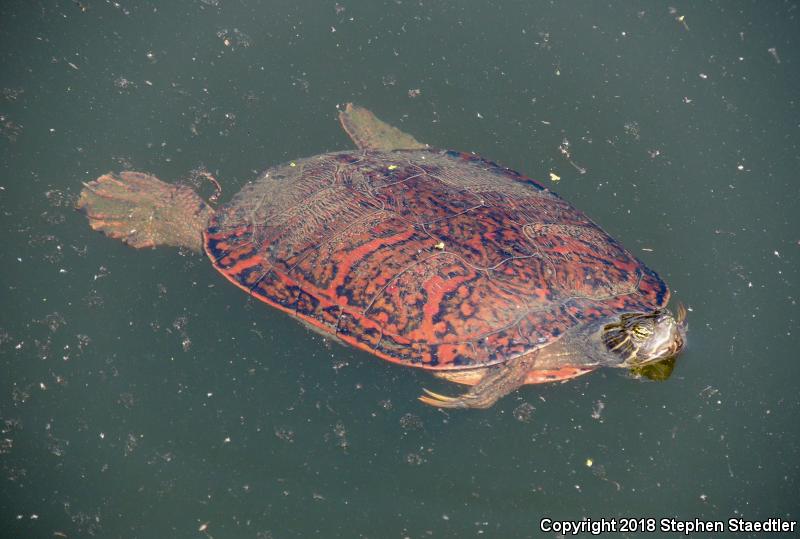 Northern Red-bellied Cooter (Pseudemys rubriventris)