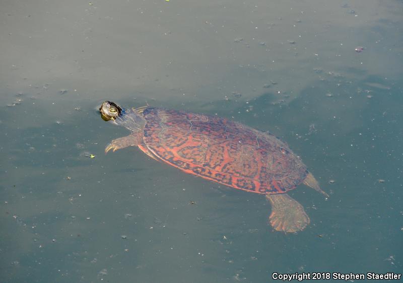 Northern Red-bellied Cooter (Pseudemys rubriventris)