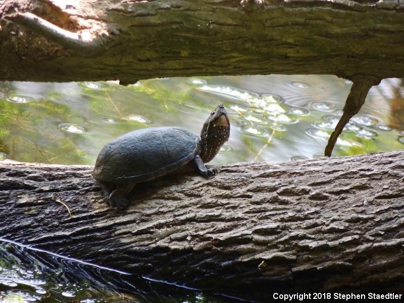 Eastern Musk Turtle (Sternotherus odoratus)