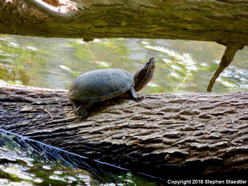 Eastern Musk Turtle (Sternotherus odoratus)