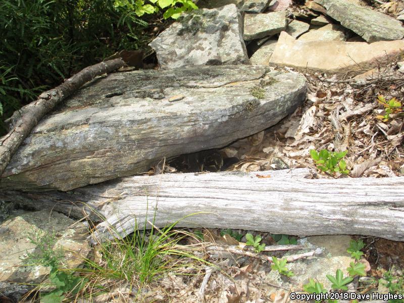 Timber Rattlesnake (Crotalus horridus)