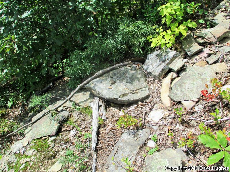 Timber Rattlesnake (Crotalus horridus)