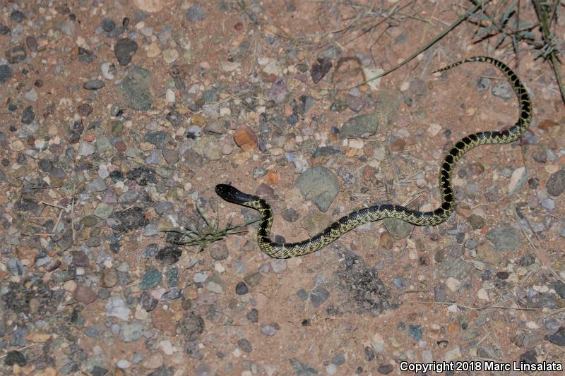 Desert Kingsnake (Lampropeltis getula splendida)