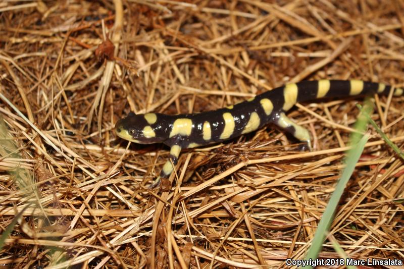 Barred Tiger Salamander (Ambystoma mavortium mavortium)