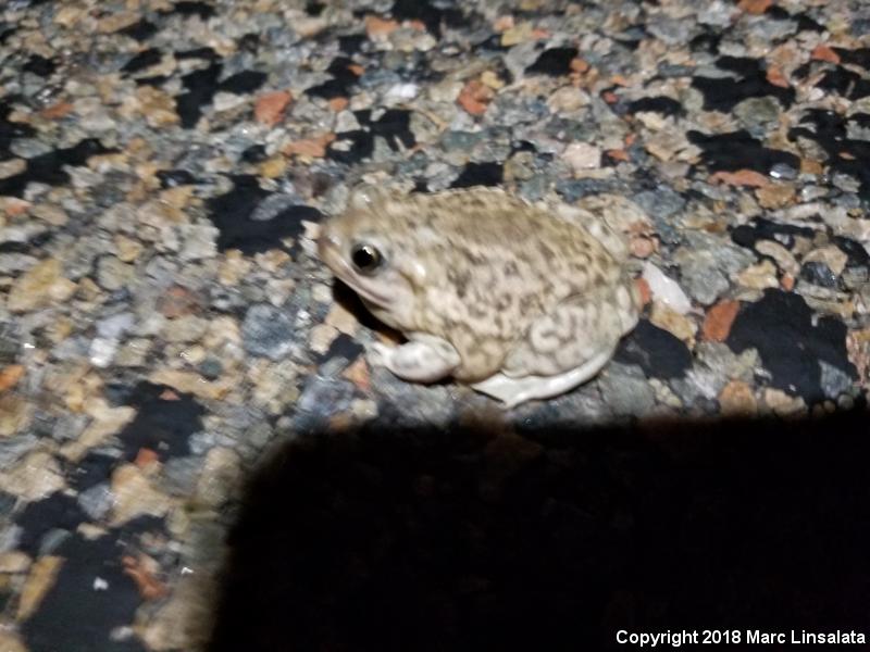 Plains Spadefoot (Spea bombifrons)