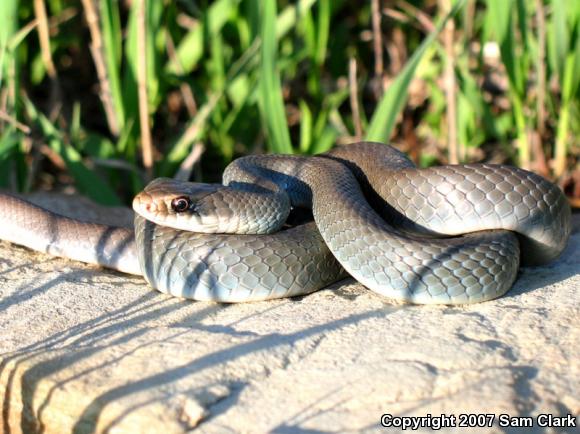 Eastern Yellow-bellied Racer (Coluber constrictor flaviventris)