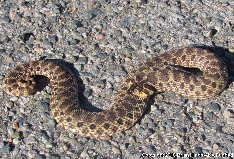 Mexican Hog-nosed Snake (Heterodon kennerlyi)