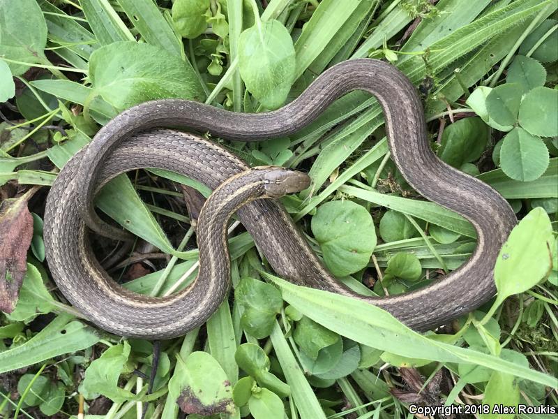 Short-headed Gartersnake (Thamnophis brachystoma)