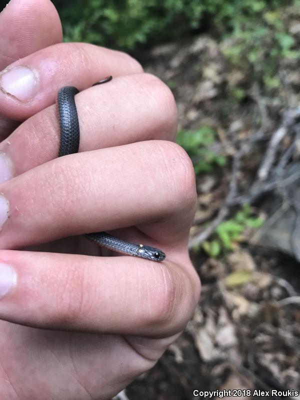 Northern Red-bellied Snake (Storeria occipitomaculata occipitomaculata)