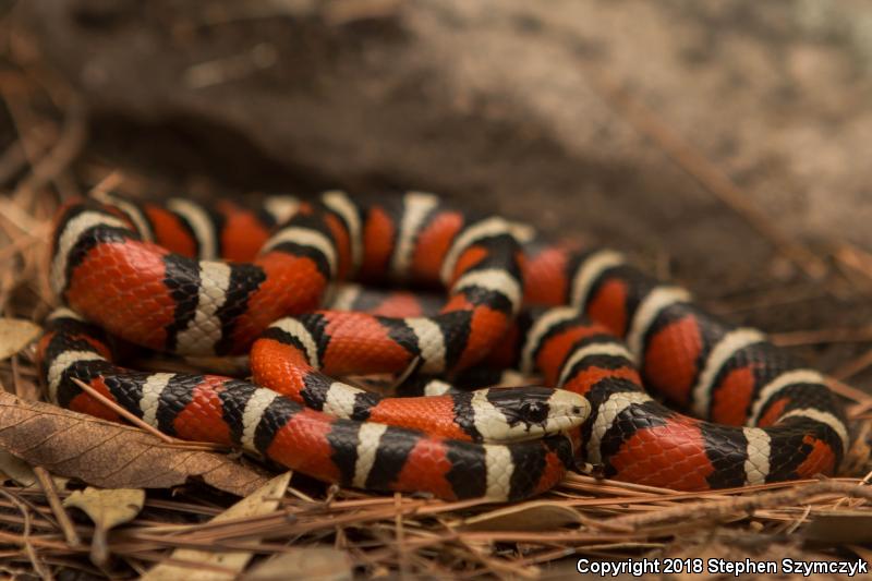 Arizona Mountain Kingsnake (Lampropeltis pyromelana pyromelana)