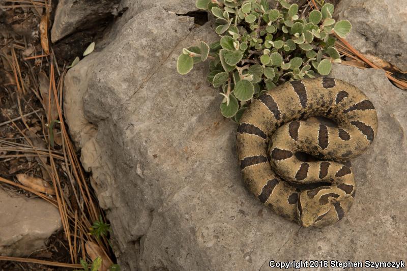 Tamaulipan Rock Rattlesnake (Crotalus lepidus morulus)