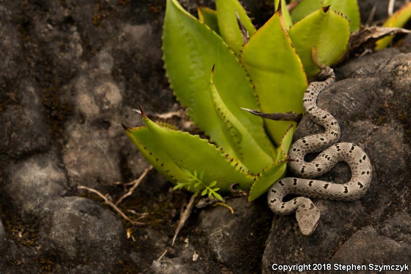 Tamaulipan Rock Rattlesnake (Crotalus lepidus morulus)