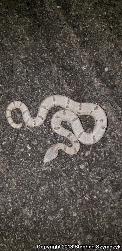 Tamaulipan Rock Rattlesnake (Crotalus lepidus morulus)